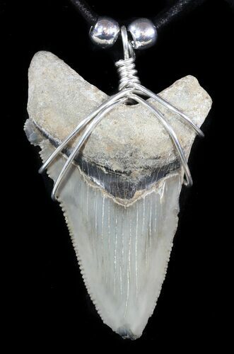 Fossil Angustiden Tooth Necklace - Megalodon Ancestor #47790